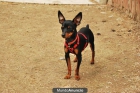 Ofrezco MONTA Con MINI PINSCHER MACHO AUTÉNTICO 2kg - mejor precio | unprecio.es