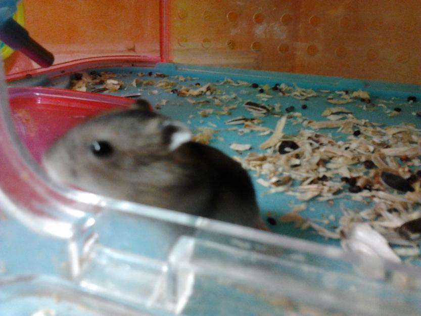 Regalo 7 crias de hamster ruso cn 1 mes de edad