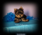 yorkshire terrier - mejor precio | unprecio.es