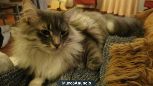 GATO DESAPARECIDO EN... BURGUILLOS¡¡¡¡