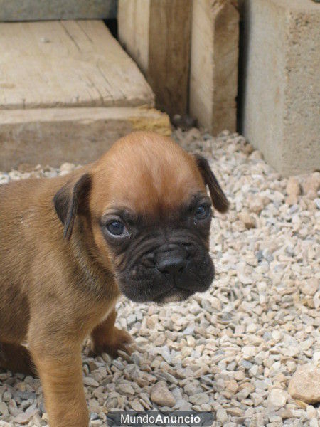 2 Ultimos machitos de boxer