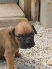 2 Ultimos machitos de boxer - mejor precio | unprecio.es