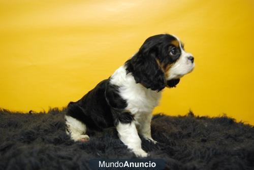 CACHORRINES DE CAVALIER , UN PERRITO CON CLASE