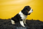 CACHORRINES DE CAVALIER , UN PERRITO CON CLASE - mejor precio | unprecio.es