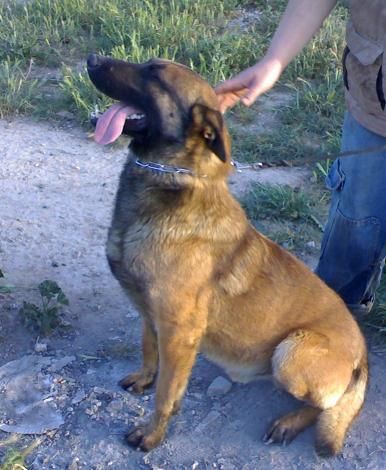 cachorritos de pastor belga malinois