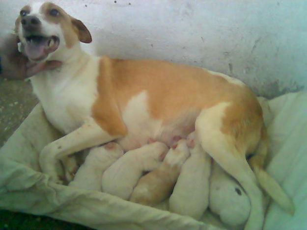 cachorros podenco andaluz blancos