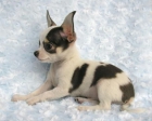 Chihuahuas miniaturas de verdad en San jose - mejor precio | unprecio.es