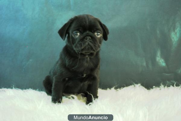 Disponible camada de Carlino Pug, primera calidad