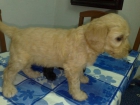 Hermosos Cachorritos - mejor precio | unprecio.es