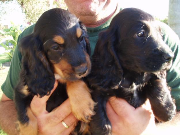 Lindos cachorritos de Cocker Spaniel con pedigree, solo 250 euros.