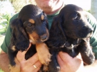Lindos cachorritos de Cocker Spaniel con pedigree, solo 250 euros. - mejor precio | unprecio.es