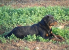 MACHO DE ROTTWEILER URGE - mejor precio | unprecio.es