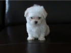 PRECIOSOS CACHORRITOS DE BICHON MALTES - mejor precio | unprecio.es