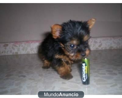 se vende hembra de yorkshire mini toy preciosa