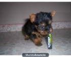 se vende hembra de yorkshire mini toy preciosa - mejor precio | unprecio.es