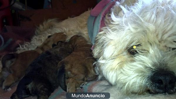 ASISTENTE CANINO