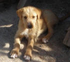 BRUNO, cachorro de 3 meses en adopción - mejor precio | unprecio.es