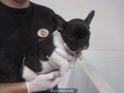 Bulldog Francés - DOGSERVICE 520 !!! - mejor precio | unprecio.es