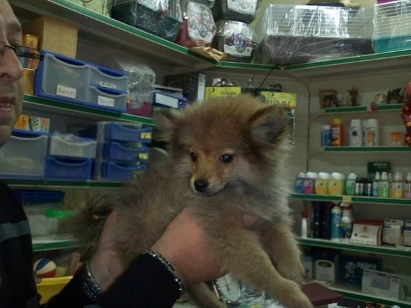 CACHORRITOS DE POMERANIA 390 EUROS