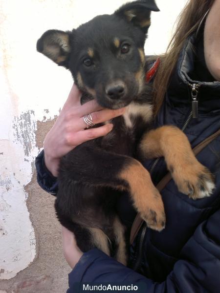 CACHORRO MIX DE PASTOR ALEMAN EN ADOPCION