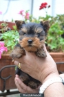 CACHORRO YORKSHIRE TERRIER TOY - mejor precio | unprecio.es