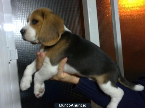 Cachorros de Beagle