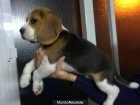 Cachorros de Beagle - mejor precio | unprecio.es