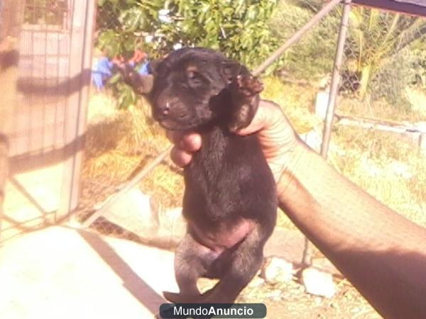 cachorros de pastor aleman