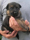 Cachorros de Pastor aleman con pedigree de la RSCE - mejor precio | unprecio.es