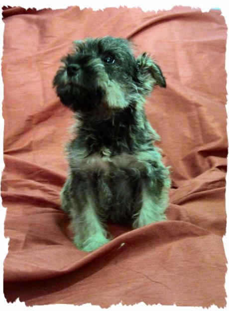 cachorros schnauzer mini sal y pimienta