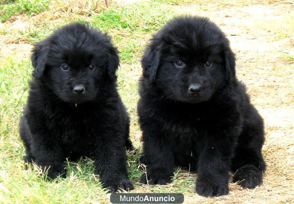 Cachorros Terranova 450 €