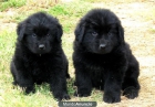 Cachorros Terranova 450 € - mejor precio | unprecio.es