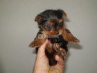 Cachorros yorkshire super mini - mejor precio | unprecio.es