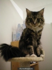 maine coon para montas - mejor precio | unprecio.es