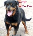 NO PIERDAS ESTA OPROTUNIDAD!! EXCEPCIONAL CAMADA DE ROTTWEILERS! - mejor precio | unprecio.es