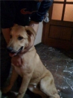 regalo perro de 7 meses pastor aleman mezcla - mejor precio | unprecio.es