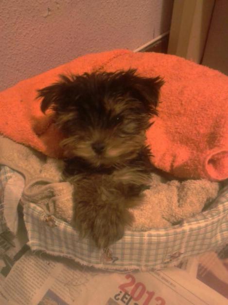 Se ofrece yorkshire para monta