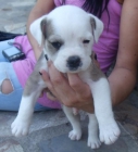 SE VENDE CACHORRO (MACHO) - mejor precio | unprecio.es