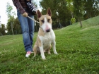 vendo bull terrier - mejor precio | unprecio.es