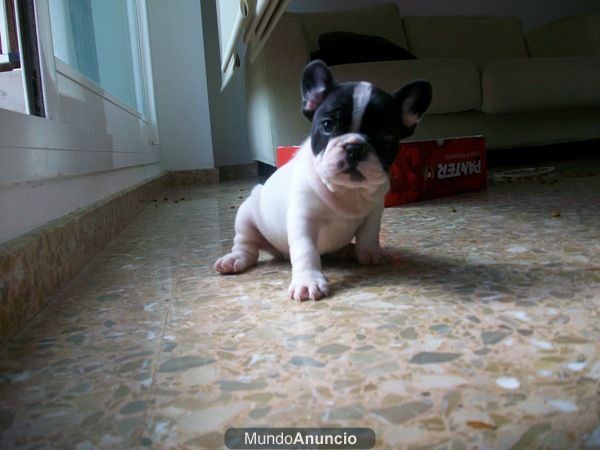 bulldog frances