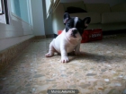 bulldog frances - mejor precio | unprecio.es