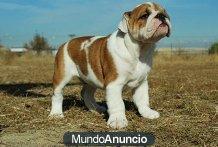 Bulldog Ingles