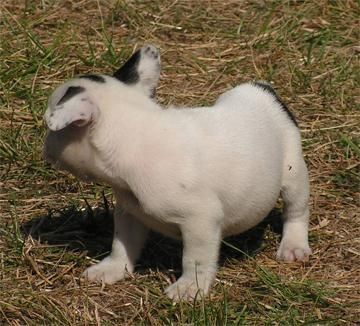 Cachorritos de Bulldog Frances de 1ª Calidad