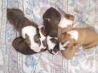 Cachorros Bull Terrier - mejor precio | unprecio.es