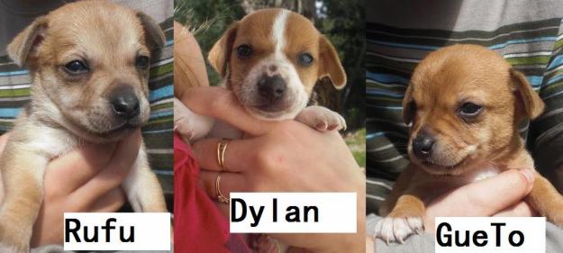 Cachorros cruce Chihuahua y Jack Russell en adopcion