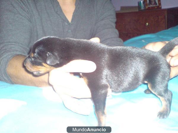 cachorros doberman