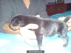 cachorros doberman - mejor precio | unprecio.es