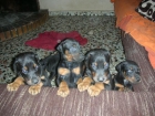 CACHORROS DOBERMANN - mejor precio | unprecio.es