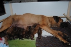 Cachorros Rhodesian Ridgeback disponnibles - mejor precio | unprecio.es