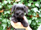 Cachorros Schnauzer Mini - mejor precio | unprecio.es